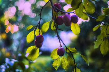 Violence of Summer / ***