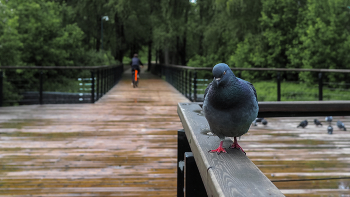 Aus dem Leben der Vögel / ***
