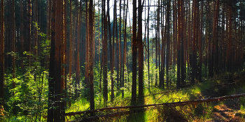 Im Wald / ***