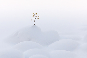 Snowy Einsamkeit / ***