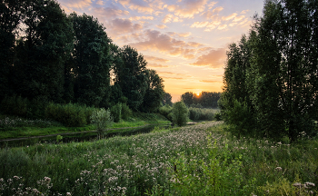 Morgen in der Wiese / ***
