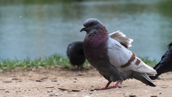 Aus dem Leben der Vögel / ***