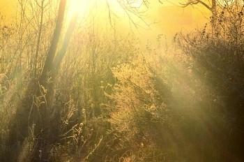 Sonnenaufgang im Wald / ***