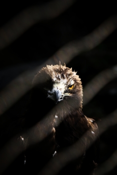 Steinadler / ***