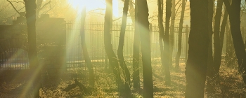 Sonnenaufgang im Wald / ***