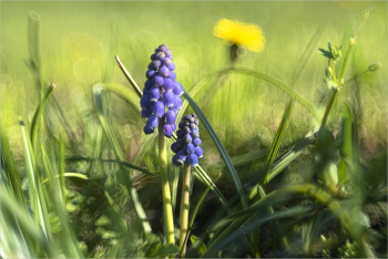Die Farbe des Frühlings / ***