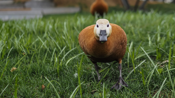 Aus dem Leben der Vögel / ***