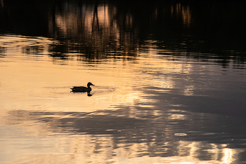 Die goldenen Sonnenuntergang ... / ***