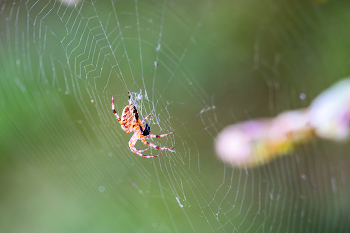 Araneus / ***