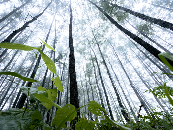 Winterwald / ***