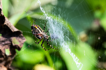 Argiope bruennichi / ***