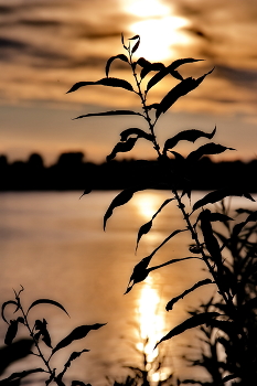 Abend Etüde. / ***