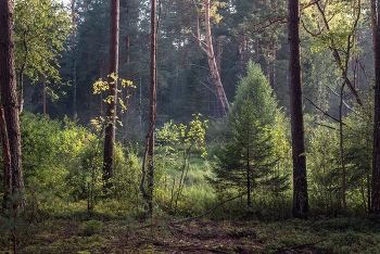 Wald Study / ***