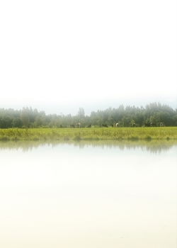 Nebliger Morgen / ***