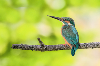 Kingfisher. / ***