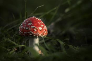 &nbsp; / Nikon D5300+Helios 44-2