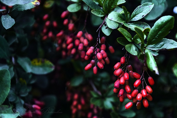 Das Herbst / ***
