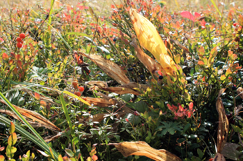 Der erste Tag des Herbstes / ***