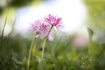 Daisies / 2026