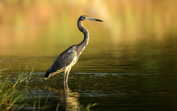 Tricolored Heron / Tricolored Heron