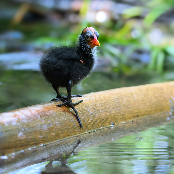 Common Gallinule (chick) / Common Gallinule (chick)