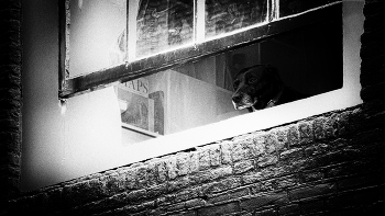Fenster ... / ***
