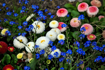 Frühlingsblumen / ***