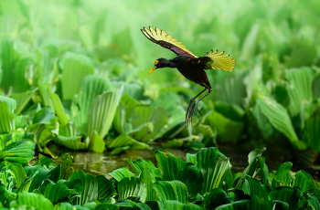 Northern Jacana / Northern Jacana