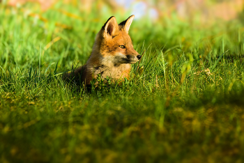 Red fox (cub) / Red fox (cub)