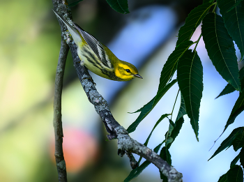 Black-throated Green Warbler f (Fall migration) / Black-throated Green Warbler f (Fall migration)