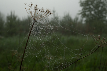 Nebel zerstreut / ***