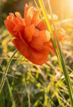 Mohn / ***