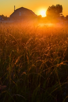 Sonnenaufgang im Wald / ***