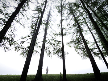 Winterwald / ***