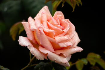 Rose / ***