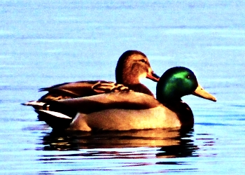 Mallards on Lake Ontario / Special lighting on this Mallard couple.