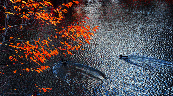 Autumn etude / ***