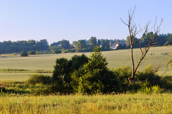Sommer am frühen Morgen / ***