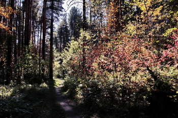 Herbst Nachmittag. / ***