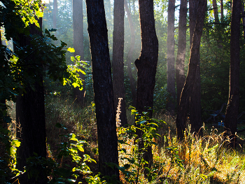 Morgen in den Wald / ***