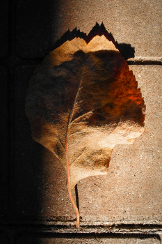 über Herbst / ***