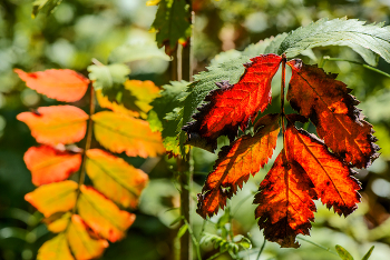 Herbst / ***