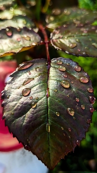 Nach dem Regen / ***