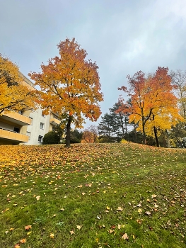 Autumn etude / ***
