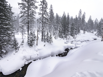 Winterwald / ***