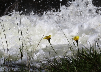 Am Wasserfall / ***
