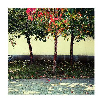 Äpfel / ***