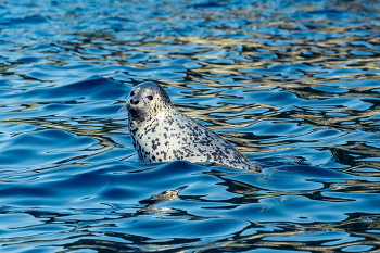 Phoca Largha / ***