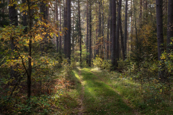 Zeichen des Herbstes. / ***