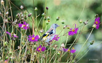 Die Gänseblümchen / ***